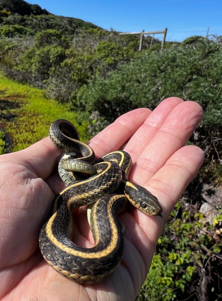 Aquatic Intergrade Garter Snake